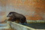 Lody i zimne kąpiele. Zobacz, jak zwierzaki z wrocławskiego zoo spędzają lato [ZDJĘCIA], 